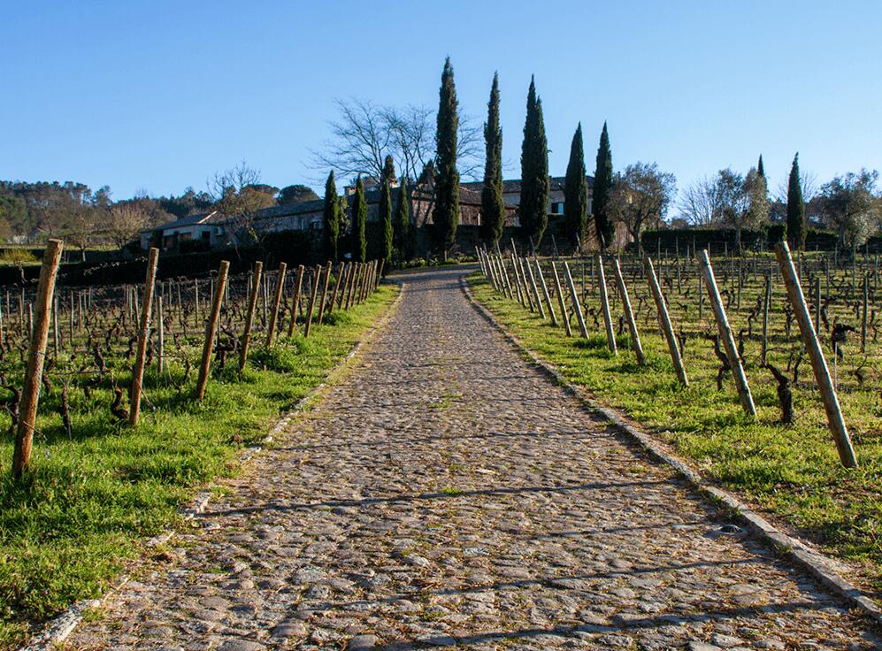 Soito Wines – Visita & Prova Premium