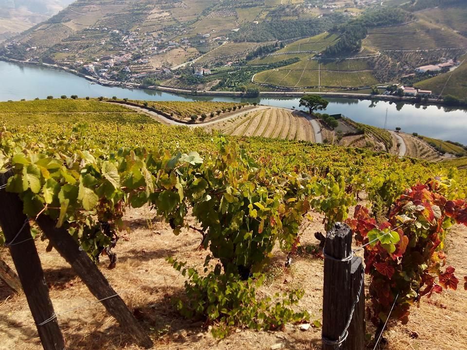 Tour Privado ao Douro Vinhateiro