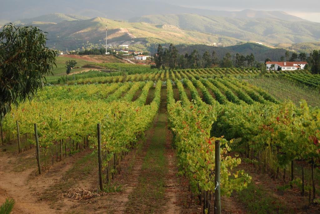 Quinta da Raza – Family Collection