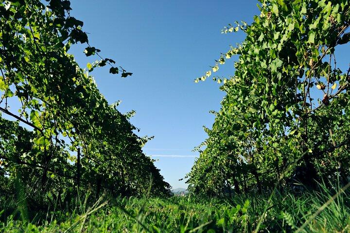 Tour Premium Privado na Região dos Vinhos Verdes