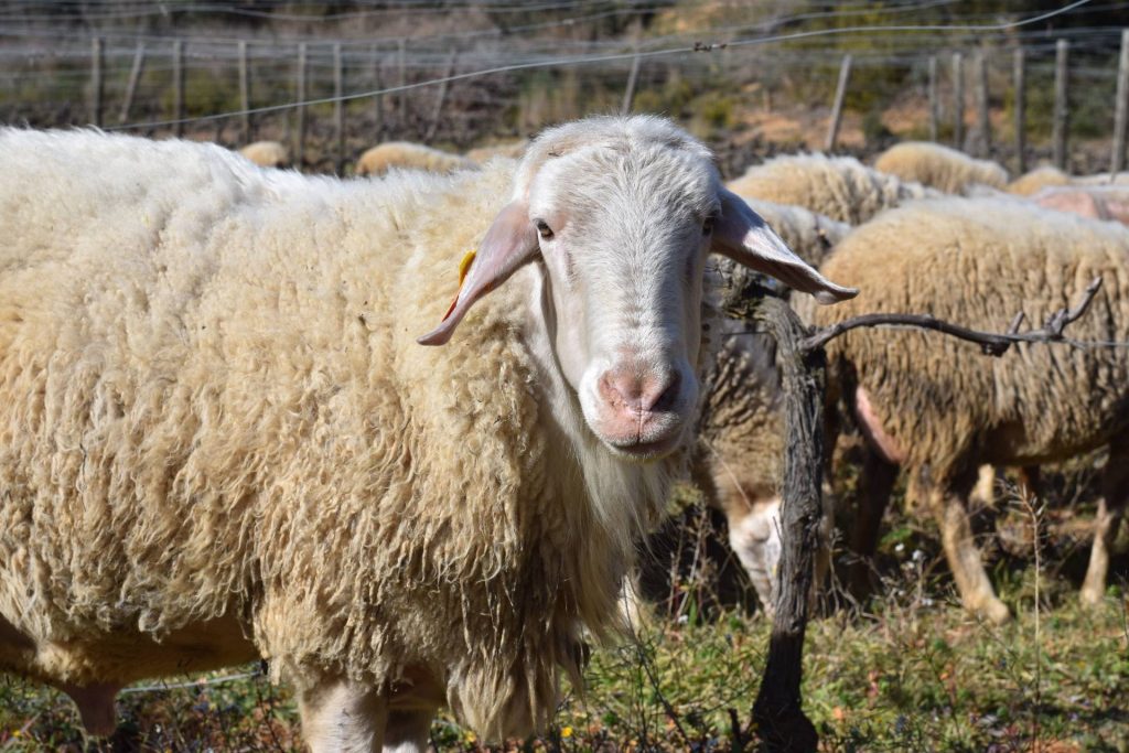 Walk with the shepherd