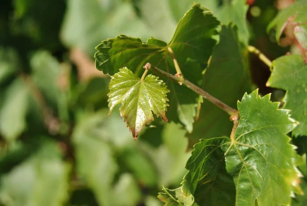 Tiago Cabaço Winery – Visita & Prova Master