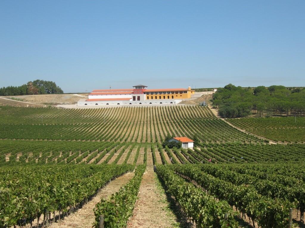 Adega Campolargo – Prova de Vinhos São Mateus