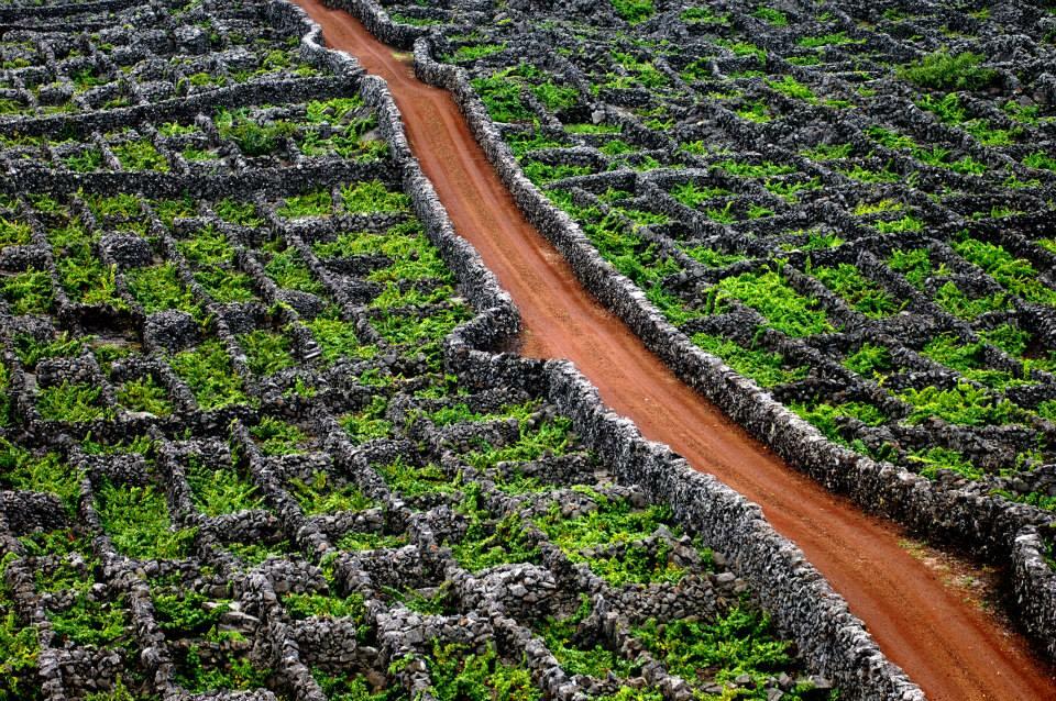 PicoWines – Um, Dois, Terroir