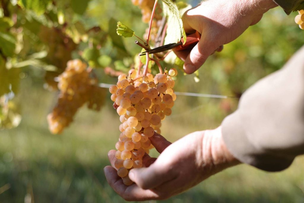 Domaine Schneider Jean Marc