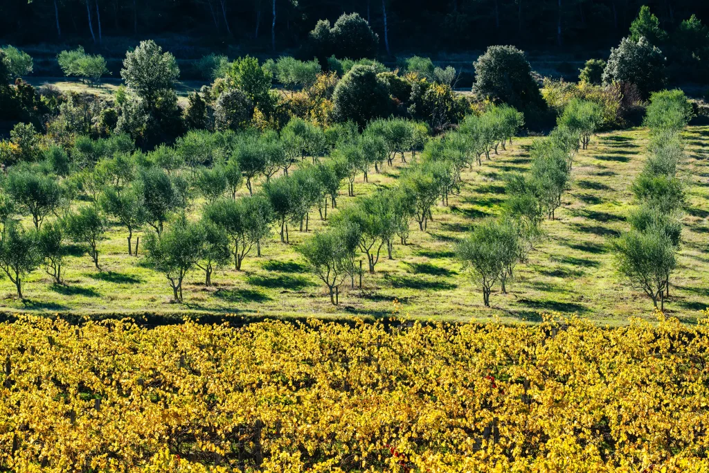 Wine tastings