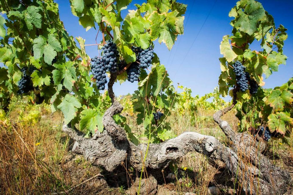 Heroic Wines