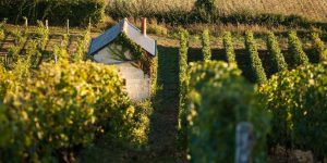 RENDEZ-VOUS DANS LES VIGNES