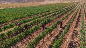 BODEGAS CALVENTE