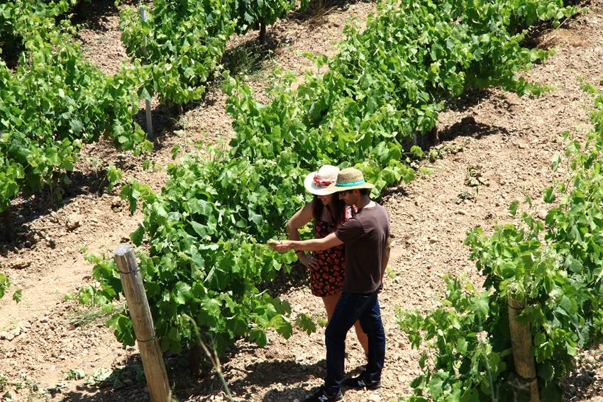 Visit the winery with tasting
