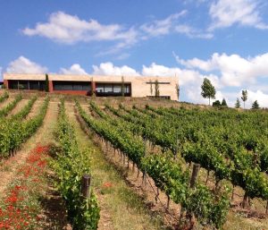 BODEGAS COMENGE
