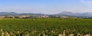 COOPERATIVA GARRIGUELLA I RABOS, SCCL