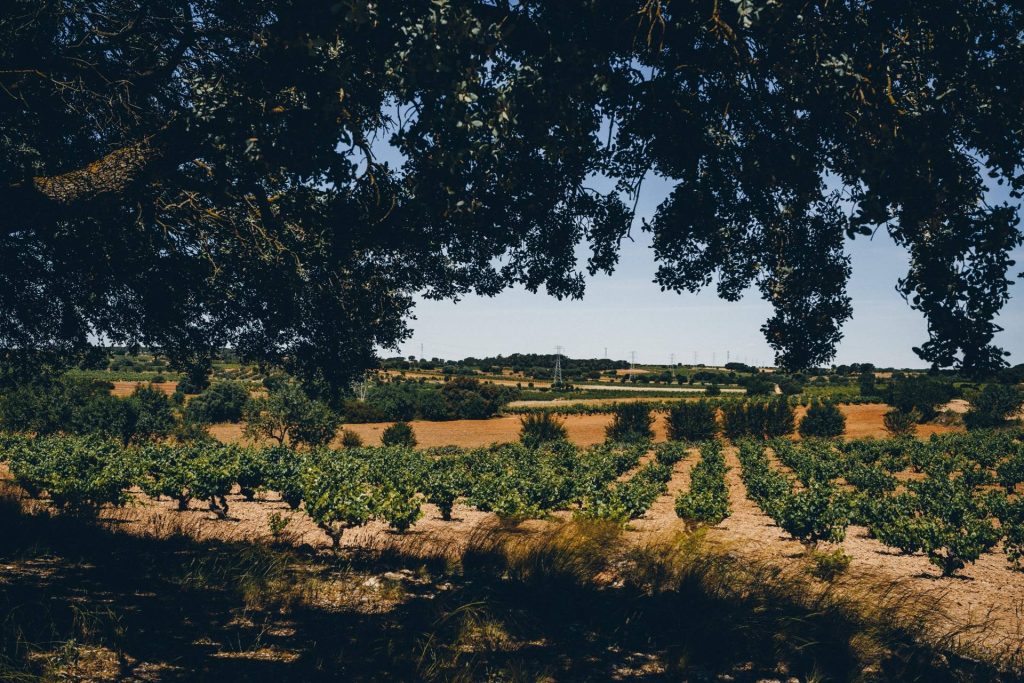 Bodegas Gratias. Familia Y Viñedos