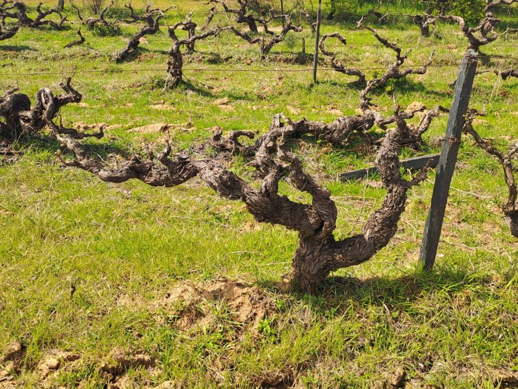 Terroir Tasting