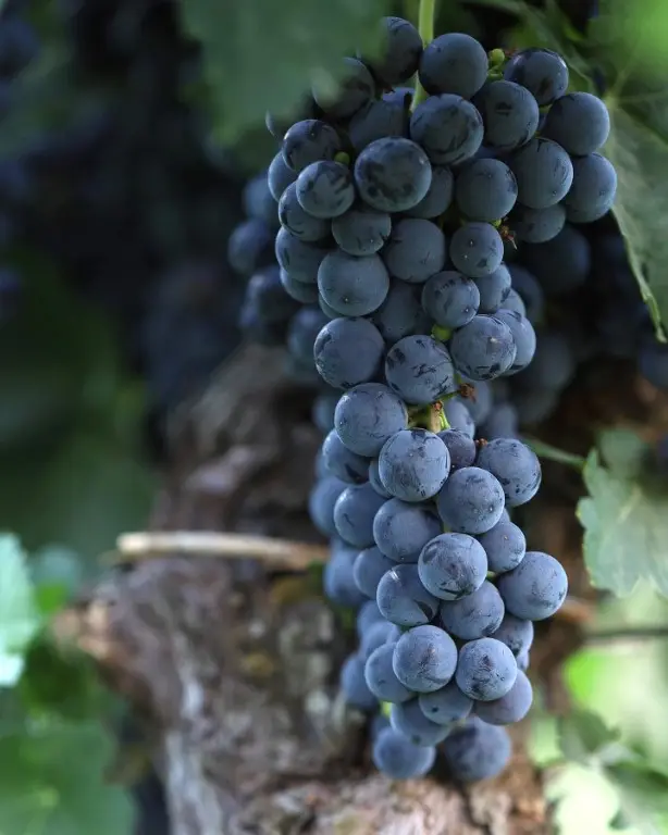 Lucca: Wine Tasting Experience
