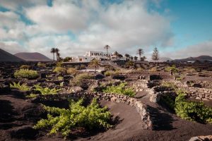 FINCA TESTEINA – BODEGAS VEGA DE YUCO