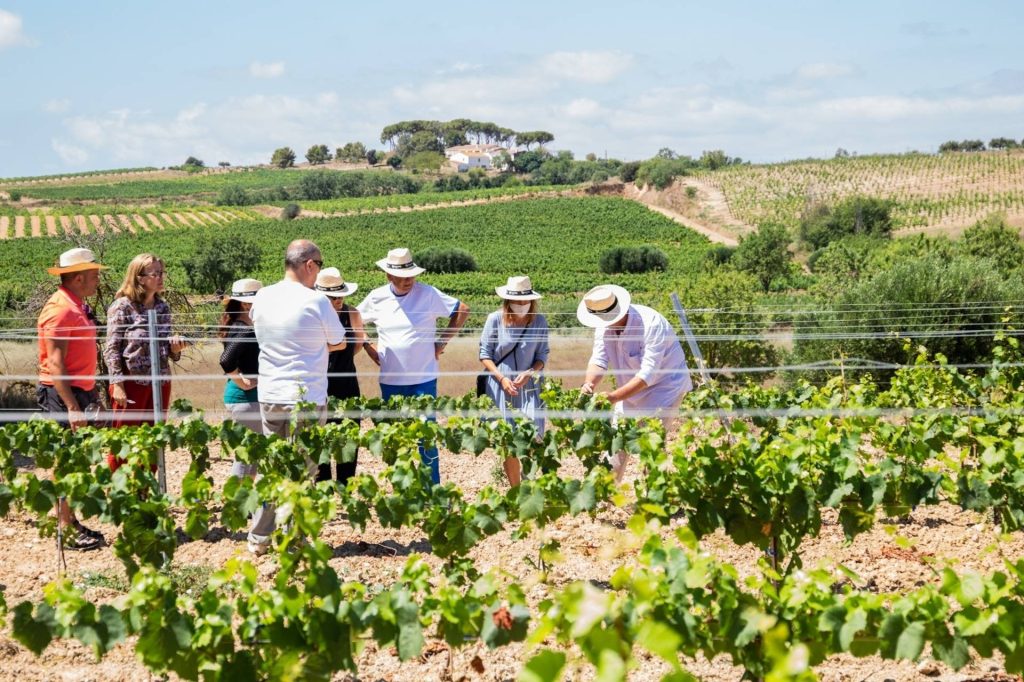 360-degree tour: from vine to glass